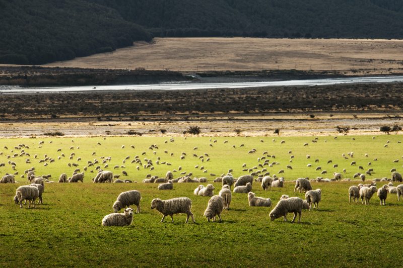 NZ land use