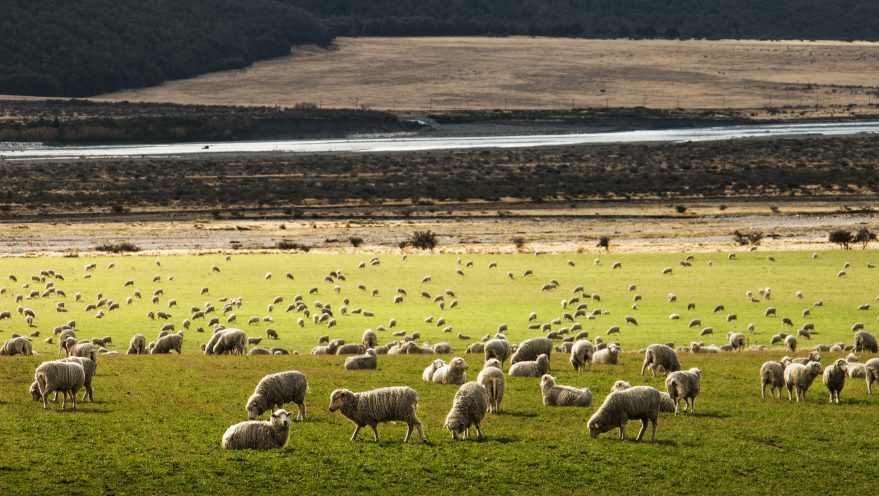 NZ land use